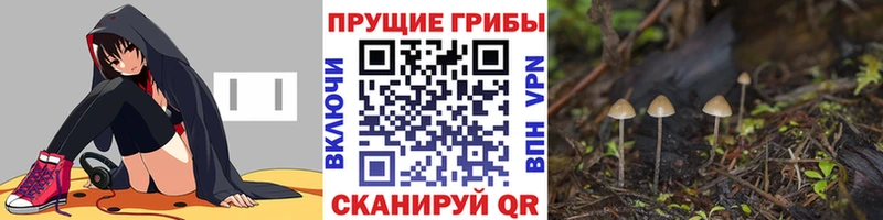 Псилоцибиновые грибы Cubensis  Сковородино 